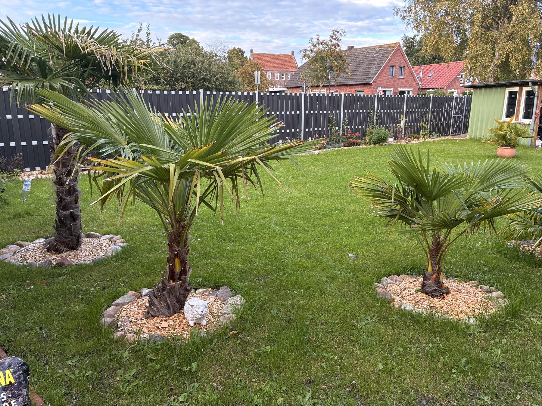 Eingezäunter Garten mit Rasen und Palmen am Haus Rondia in Dornum