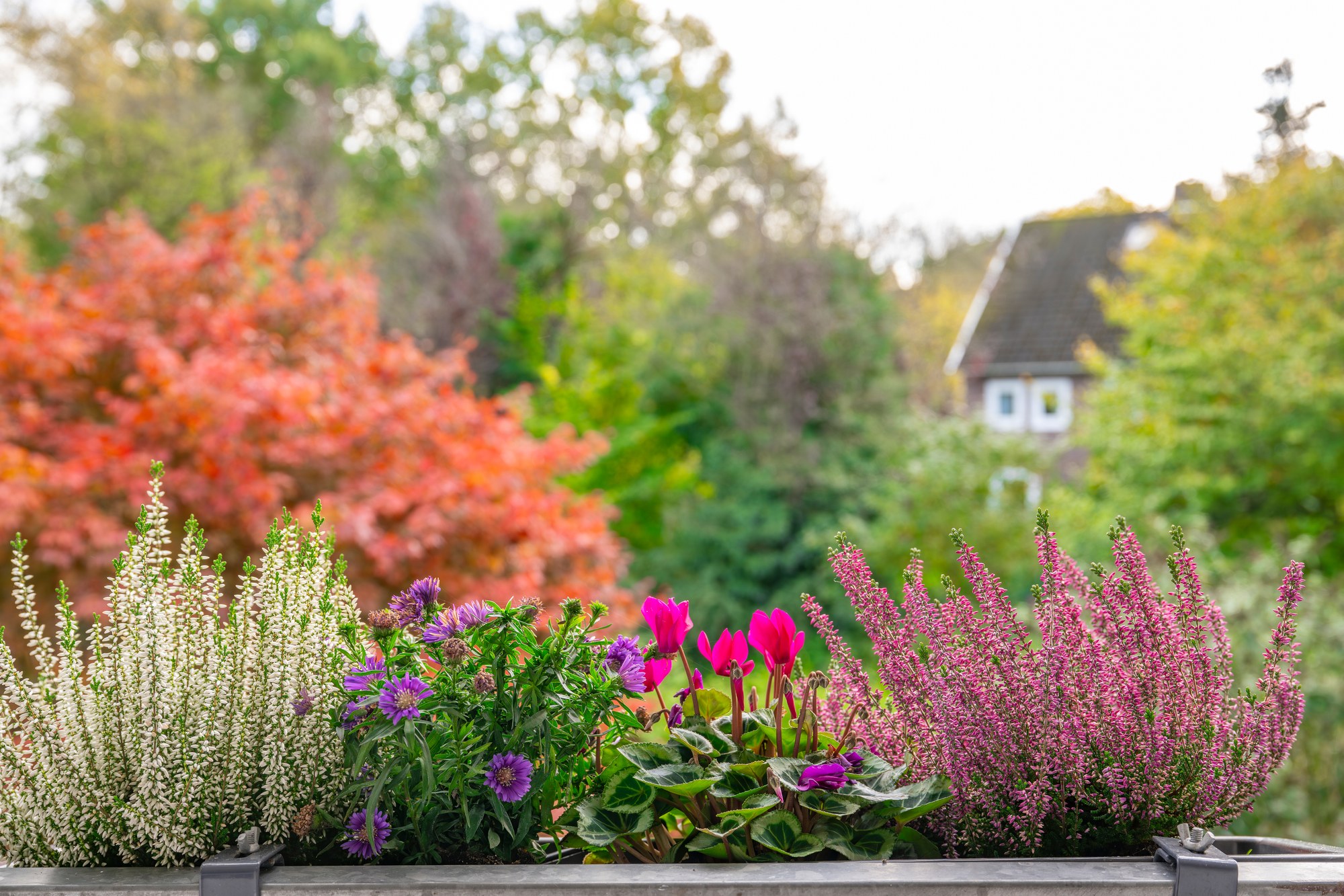Blumenkästen am Balkon, dahinter Bäume und Nachbargärten